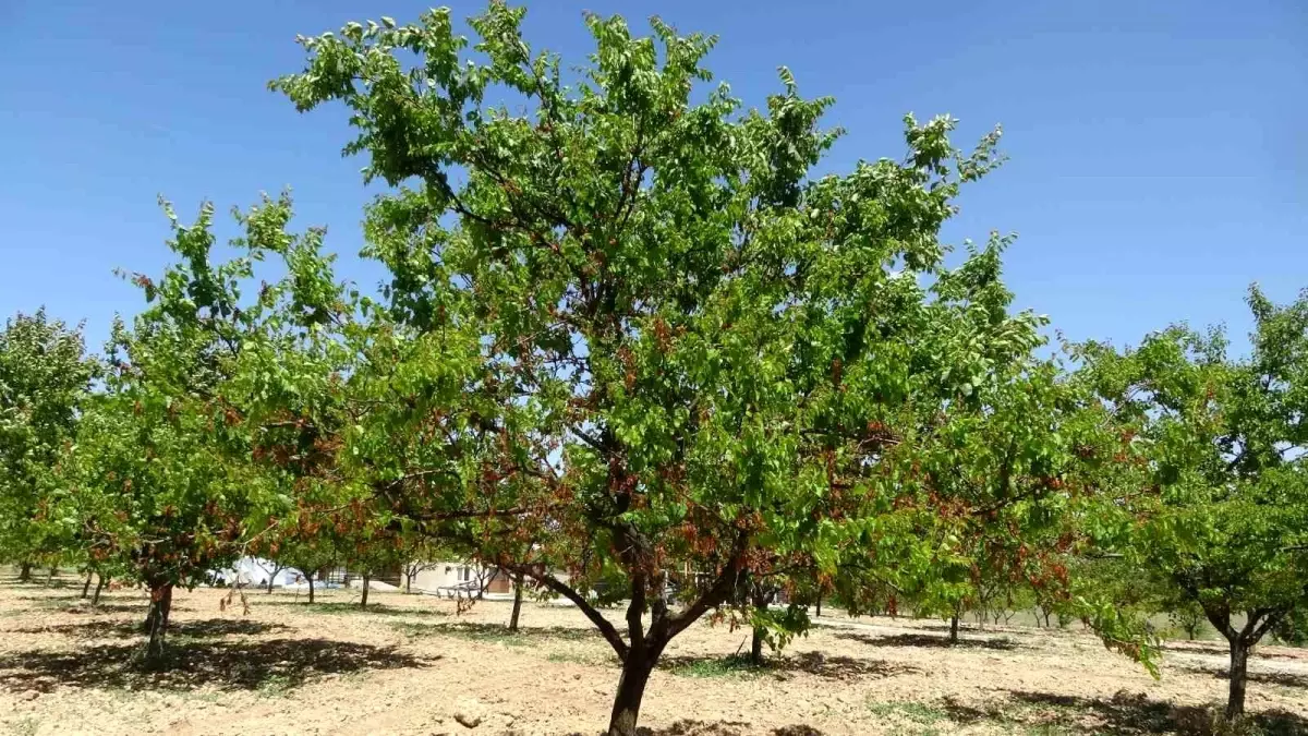 Malatya'da Zirai Don Sonrası Üreticilere Destek Beklentisi