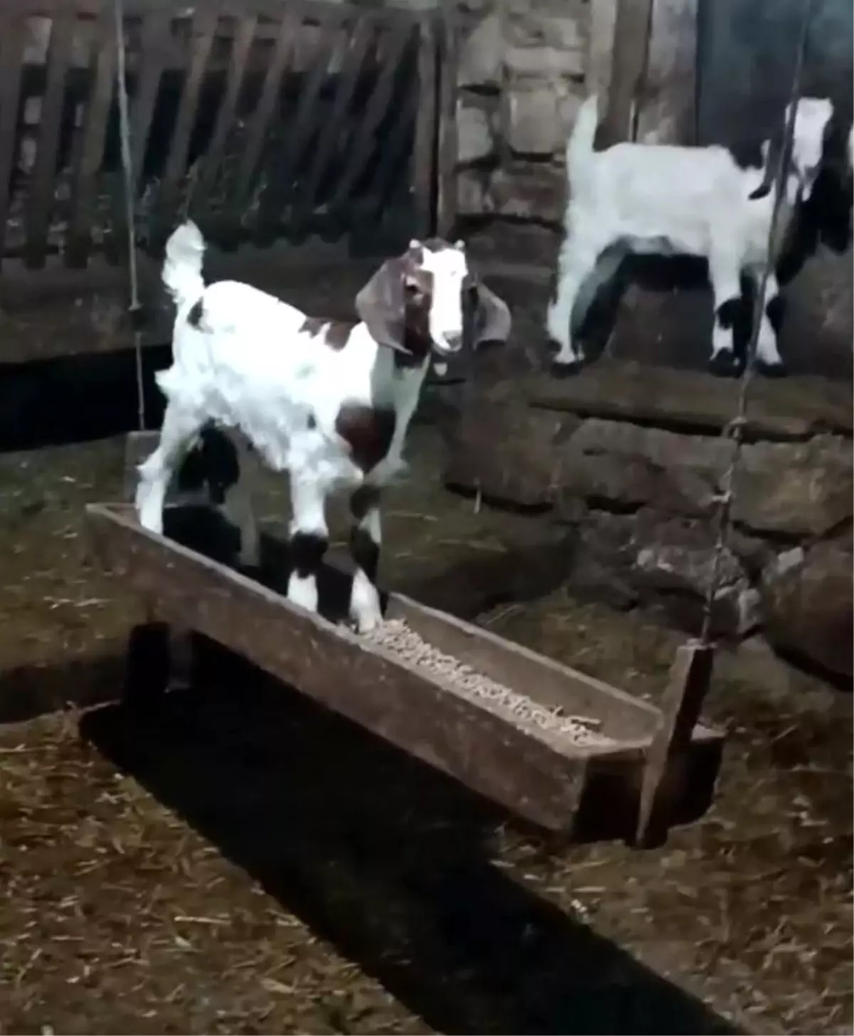 Bolu'da Oğlak Salıncakta Sallanırken Görüntülendi