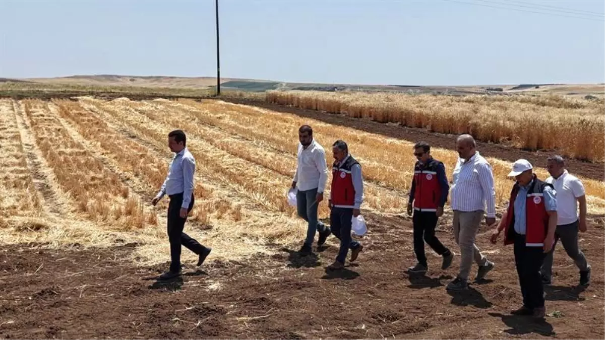 Adıyaman'da Tohumculuk Faaliyetleri Yerinde İncelendi