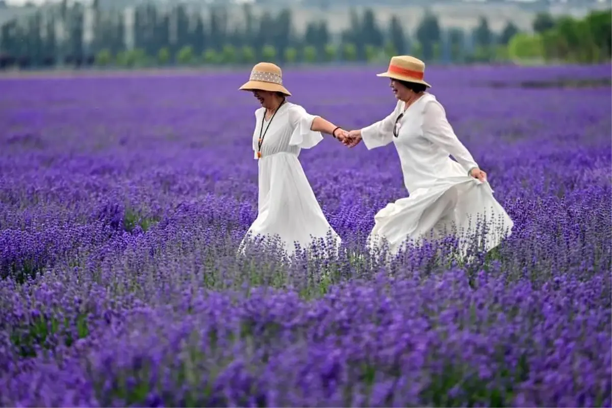 Xinjiang'da Lavanta Turizm Festivali Dikkat Çekti