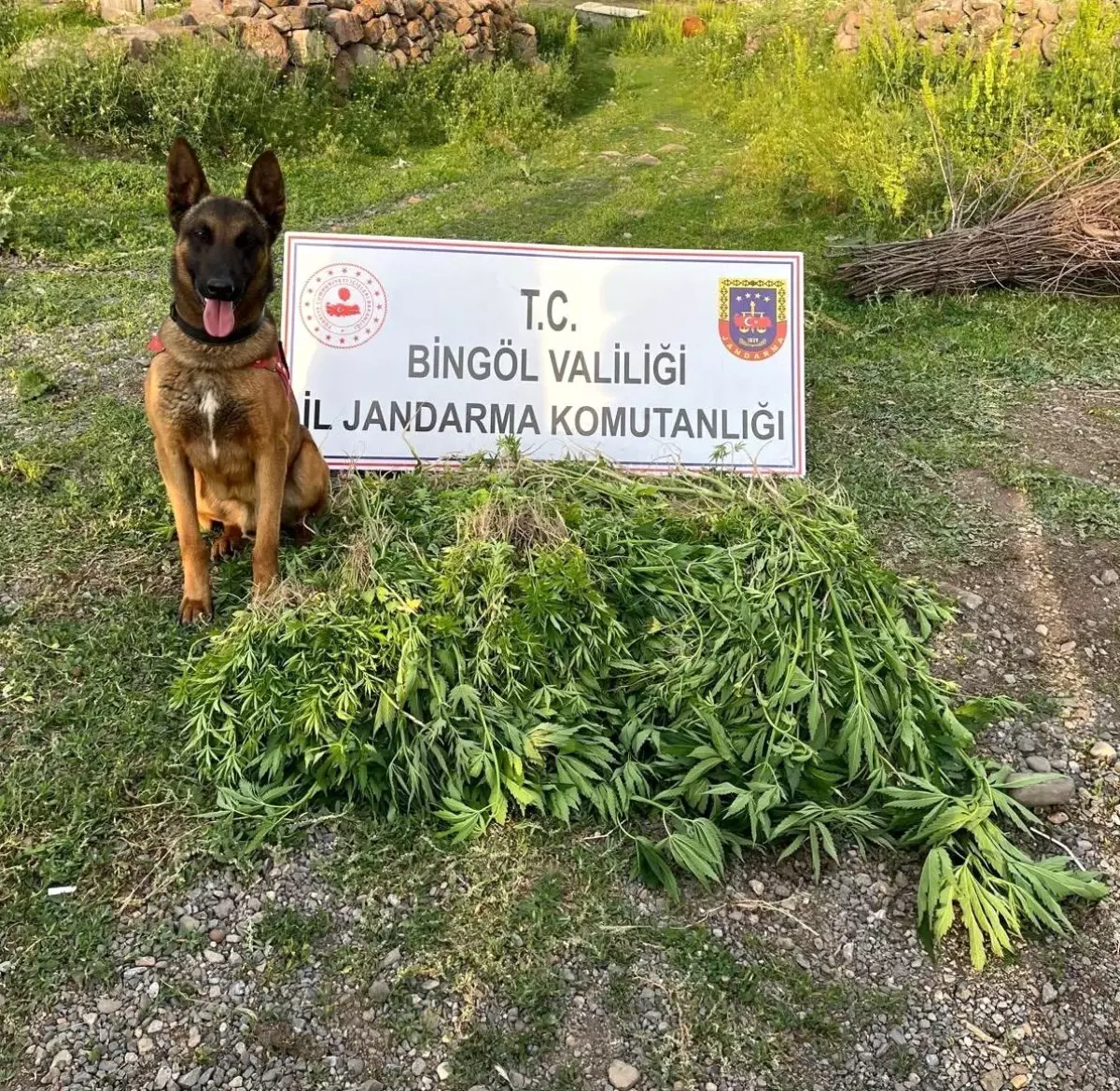 Bingöl'de Jandarma Operasyonları: 14 Bin Kök Kenevir Ele Geçirildi
