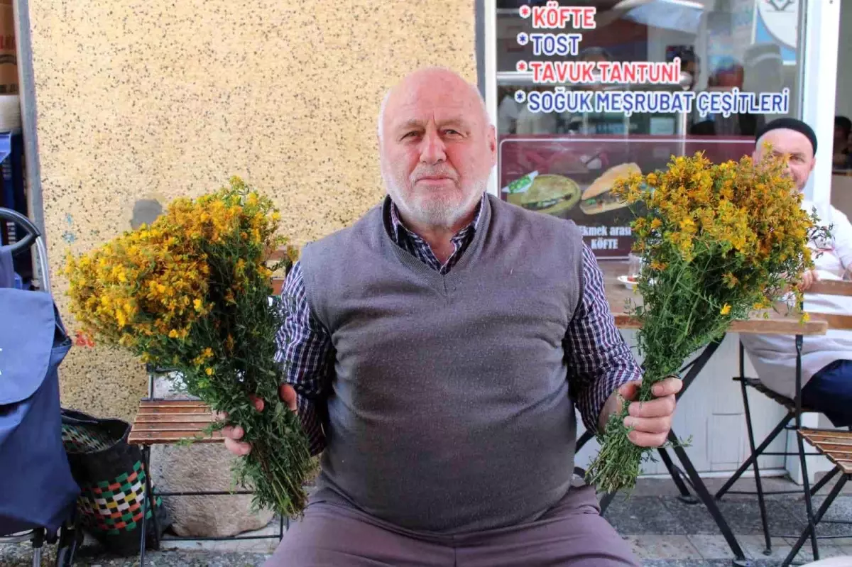 Aydın’da Sarı Kantaron Bitkisine Yoğun İlgi