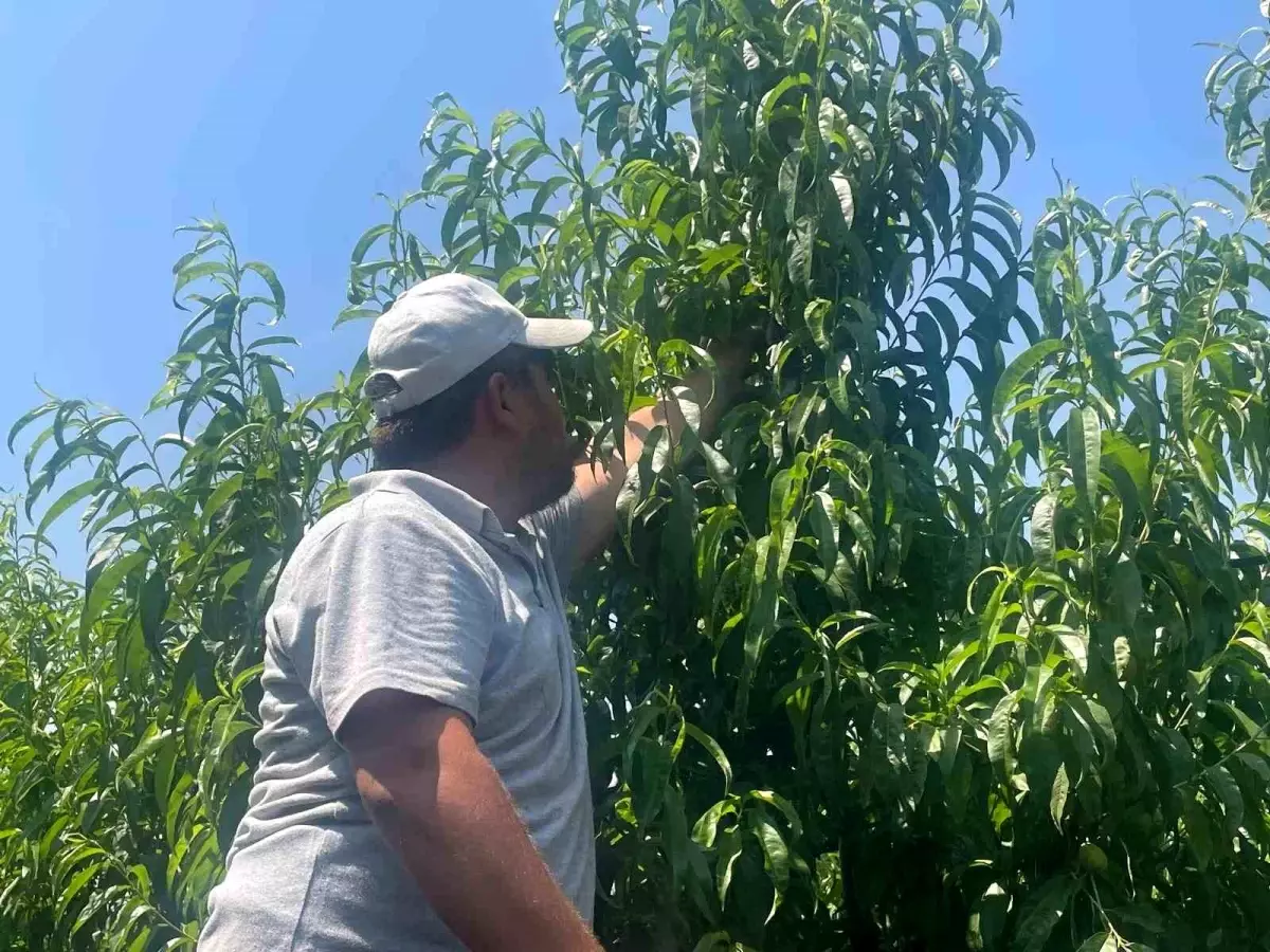 Bursa Şeftalisi Fiyatları Uçuşa Geçti: Kilosu 100 Lira Olacak!