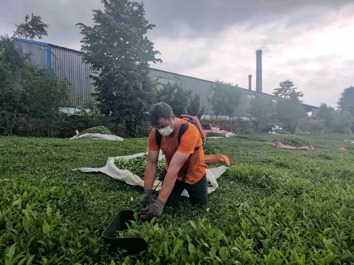 Pınaraltı Mahallesi'nde ÇAYKUR Fabrikasından Kaynaklanan Kömür Tozu Sorunu