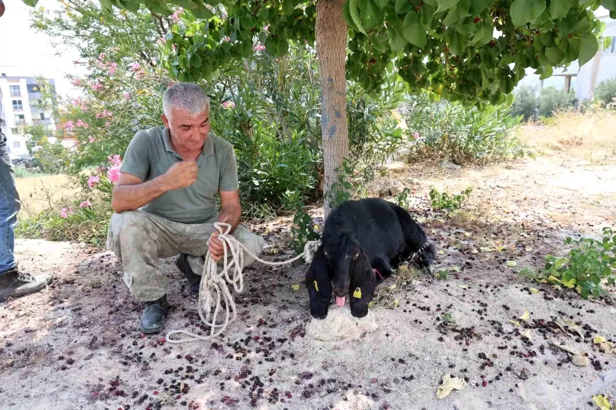 Kozan'da Kaybolan Kurbanlık Keçi 10 Gün Sonra Bulundu