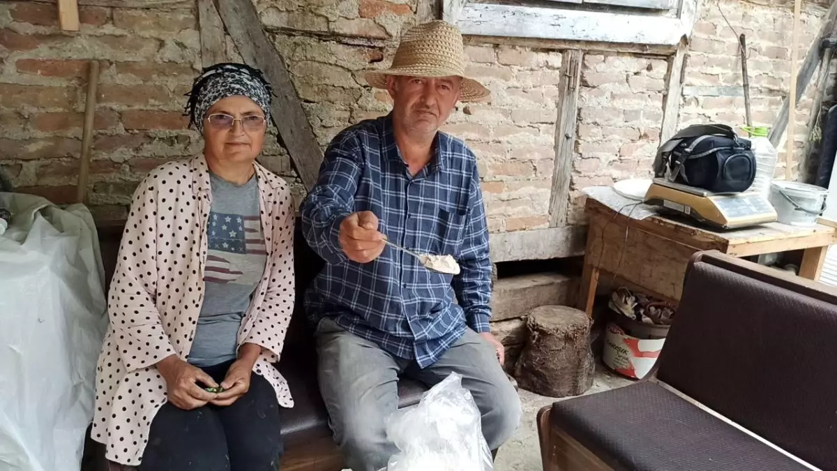 İstanbul'dan Zonguldak'a Dönüş: Kardeşler Salep Üretimine Başladı