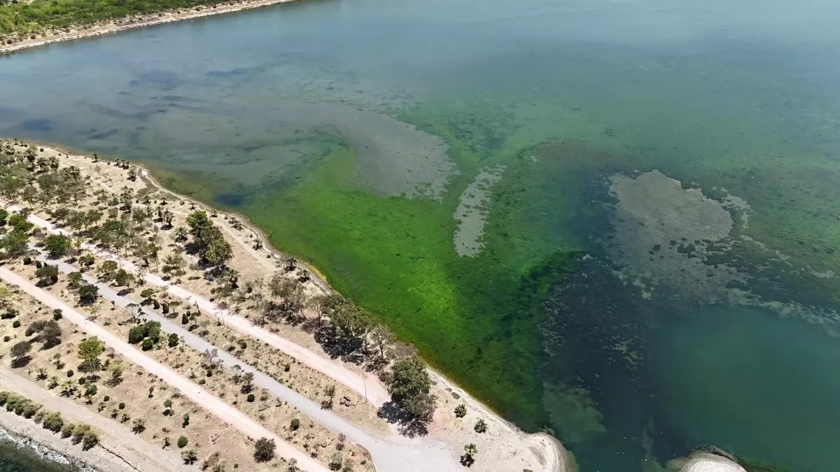 İzmir'de Çakalburnu Lagünü'nde Deniz Yosunları Artışı