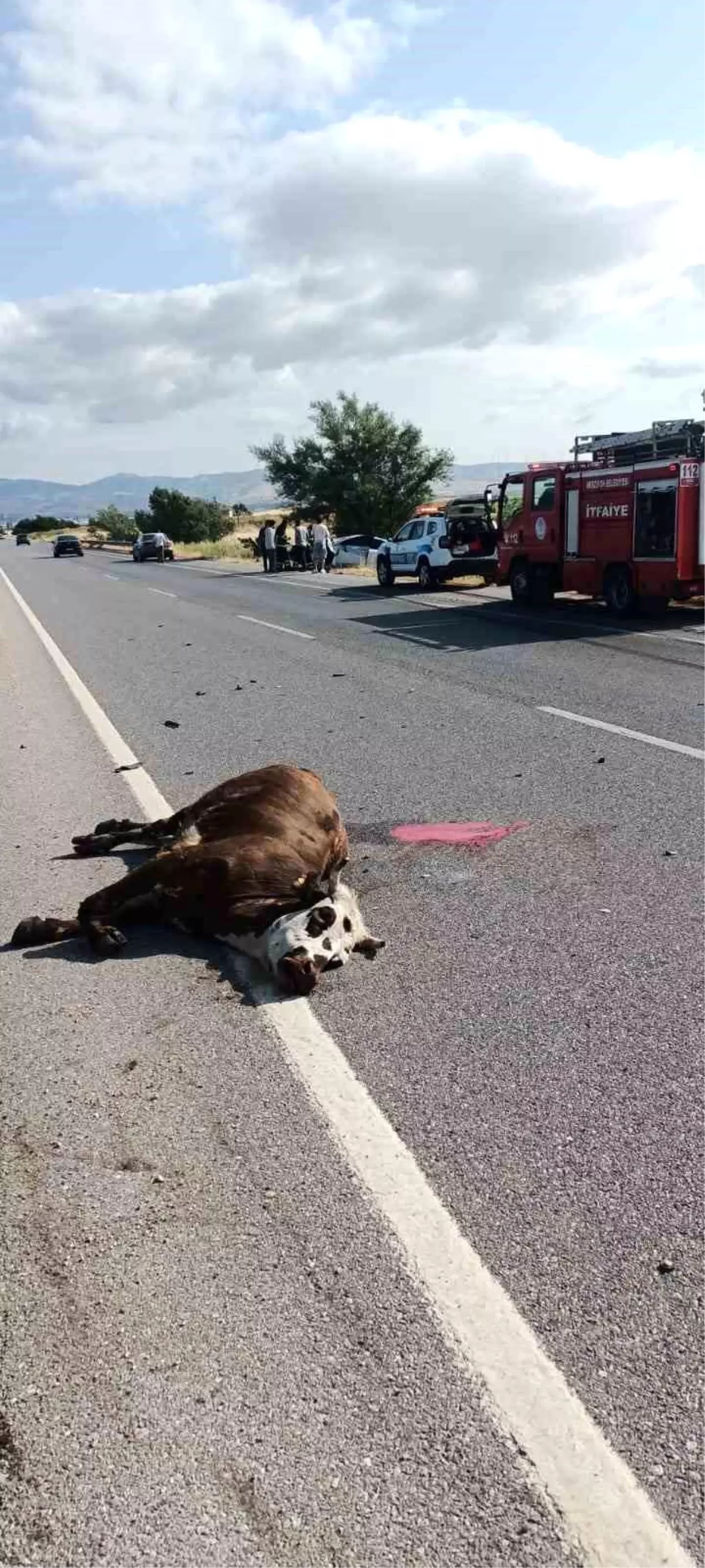 Amasya'da Otomobil İneğe Çarptı, İnek Telef Oldu