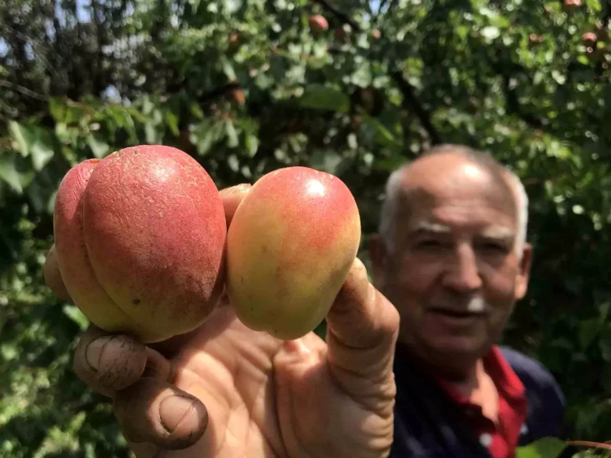 Kuru Kayısının Fiyatları Uçtu: Kilosu 1000 Lirayı Aştı