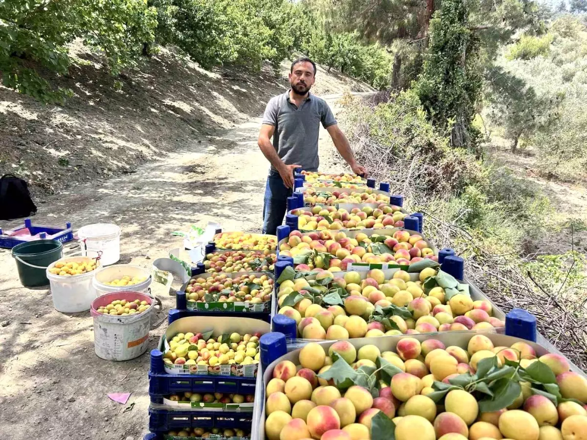 Hatay'da Kayısı Hasadı Başladı: Fiyatlar 50 TL ile 70 TL Arasında