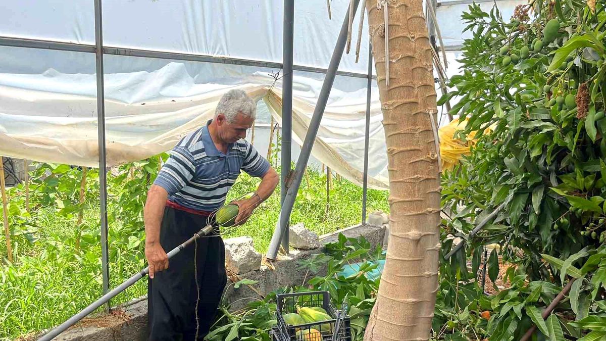 Antalya'nın Alanya İlçesinde Papaya Hasadı Başladı