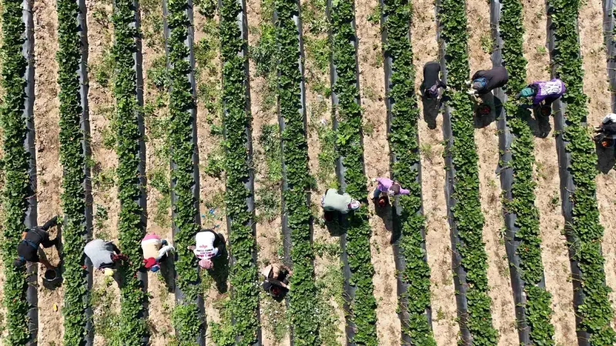 Bursa'da 'Kırmızı Elmas' Kurşunlu Çileğinde İlk Hasat Başladı