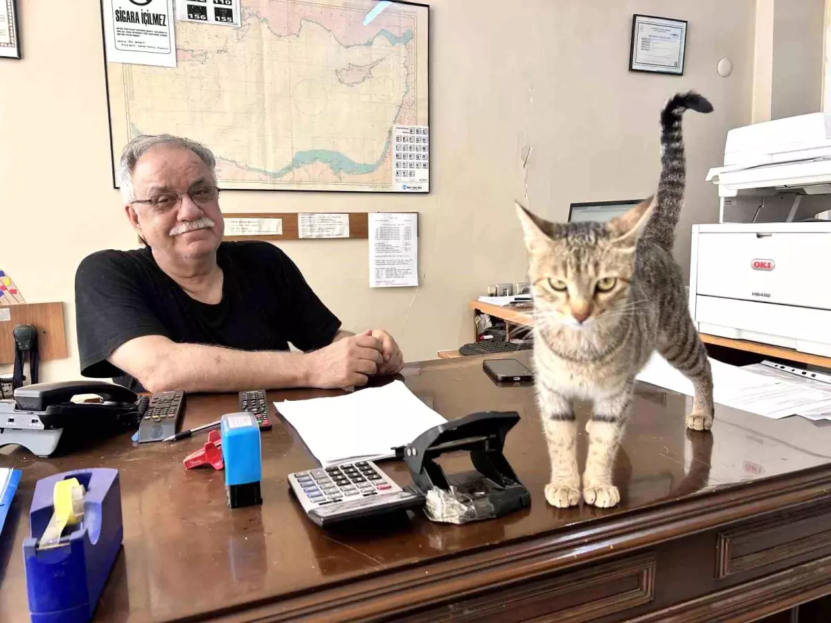 Anne Kedi, Yavrularını Ofise Taşıdı
