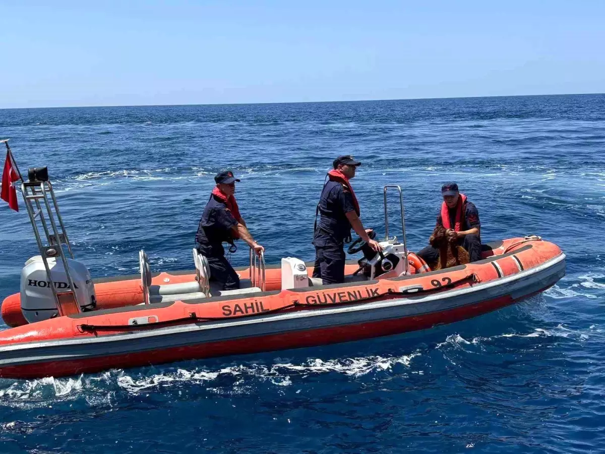 Alanya'da Mahsur Kalan Dağ Keçisi Kurtarıldı