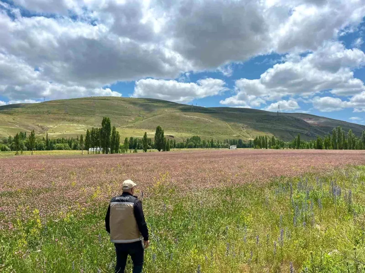 Bayburt'ta Yem Bitkisi Ekimine Destek Saha Çalışmaları Başladı