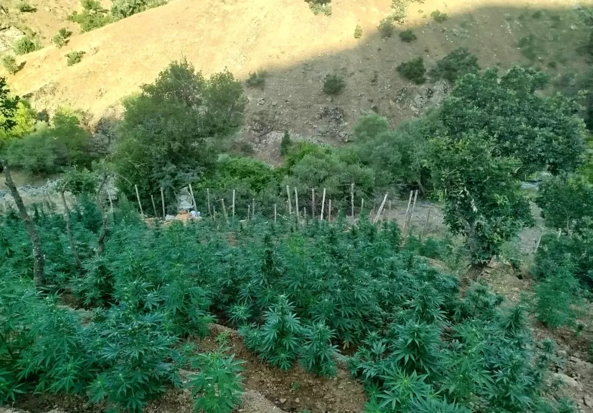 Bingöl'de 15 Bin 300 Kök Kenevir Ele Geçirildi