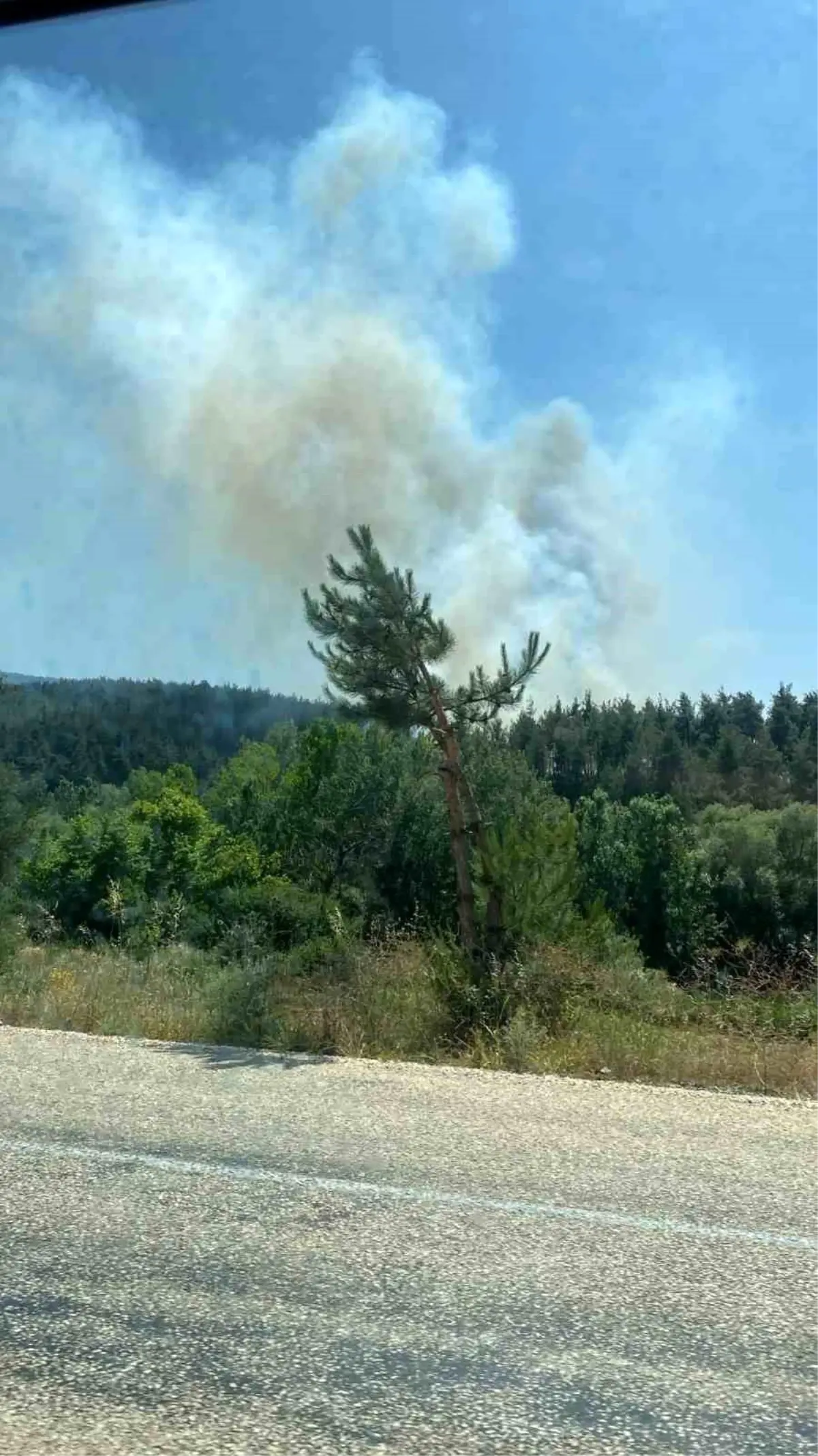 Bursa'nın Orhaneli İlçesinde Orman Yangını