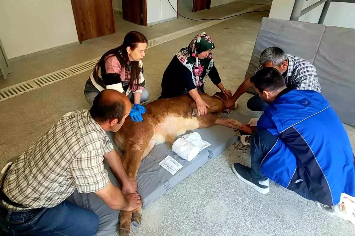 Kastamonu Üniversitesi Hayvan Hastanesi'nde Başarılı Ameliyat