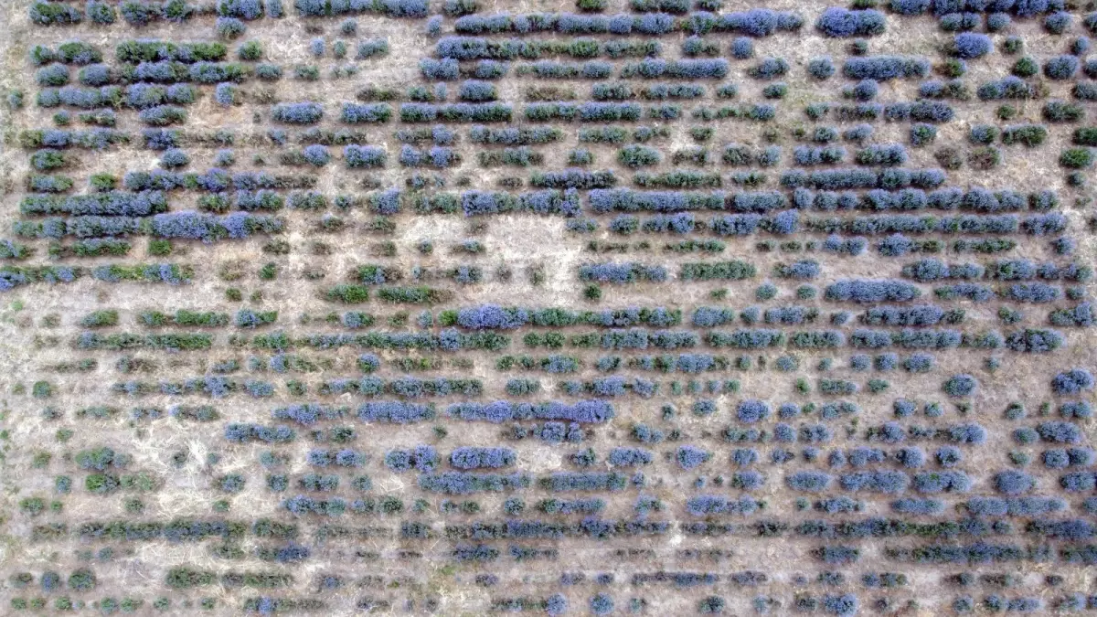 Edirne'de 8. Lavanta Tarla Günleri Başladı