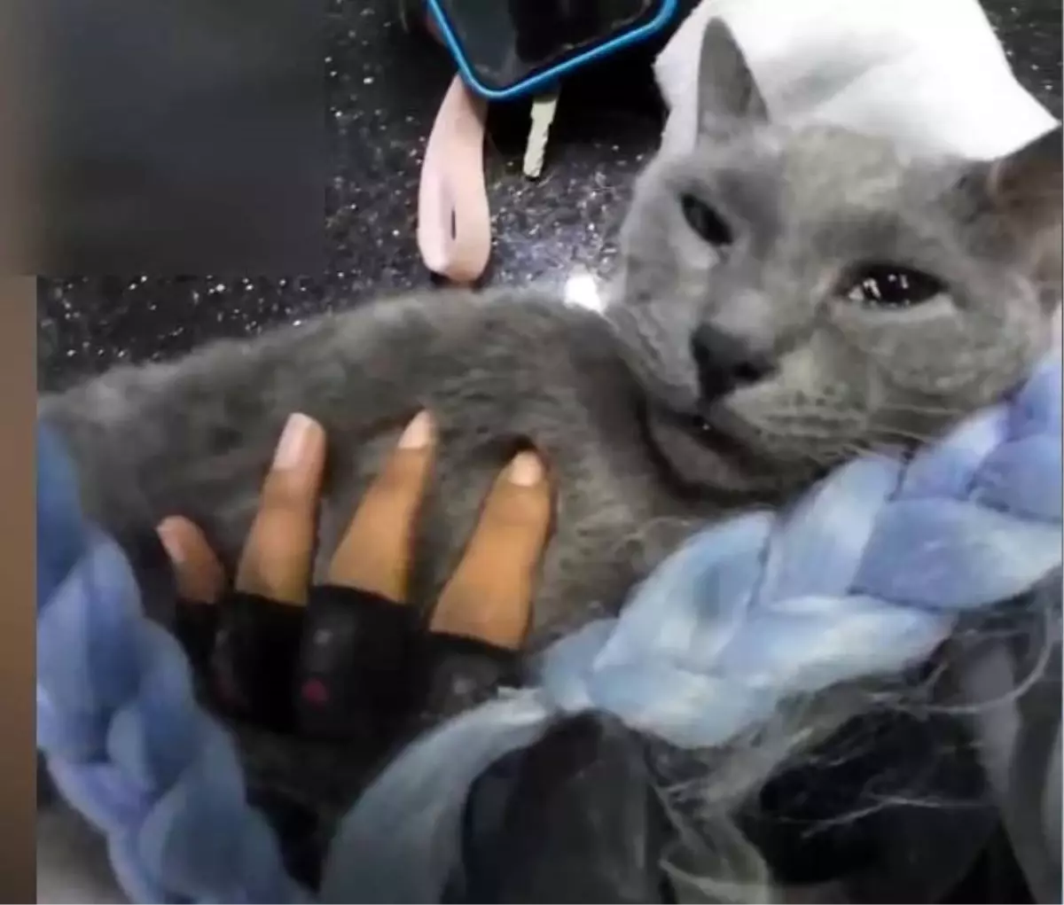 Esenyurt'ta Kalbi Duran Kedi İçin Motokurye İle Yarışan Kadın