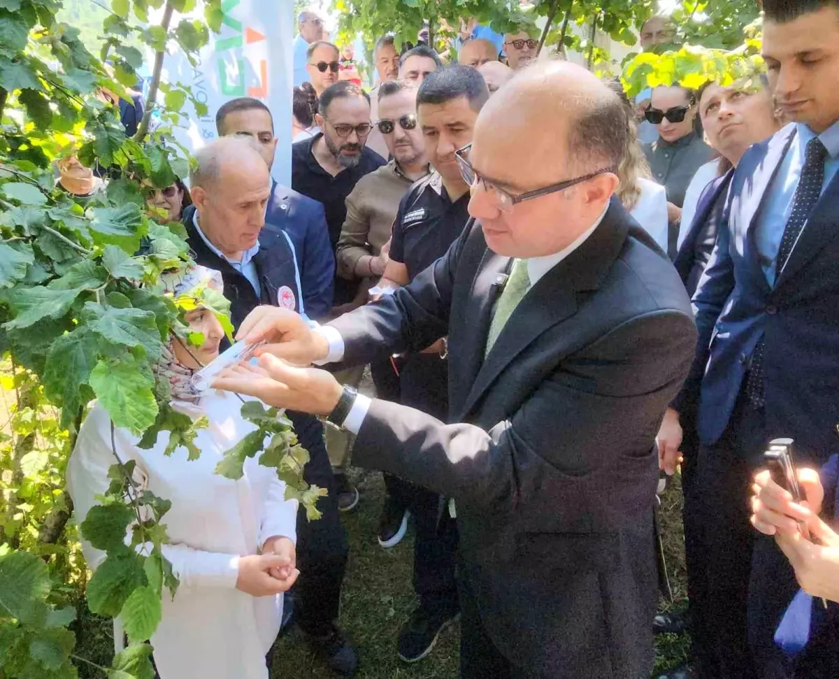 Giresun'da Fındık Tarımını Koruma Mücadelesi: Samuray Arıları Doğaya Salındı