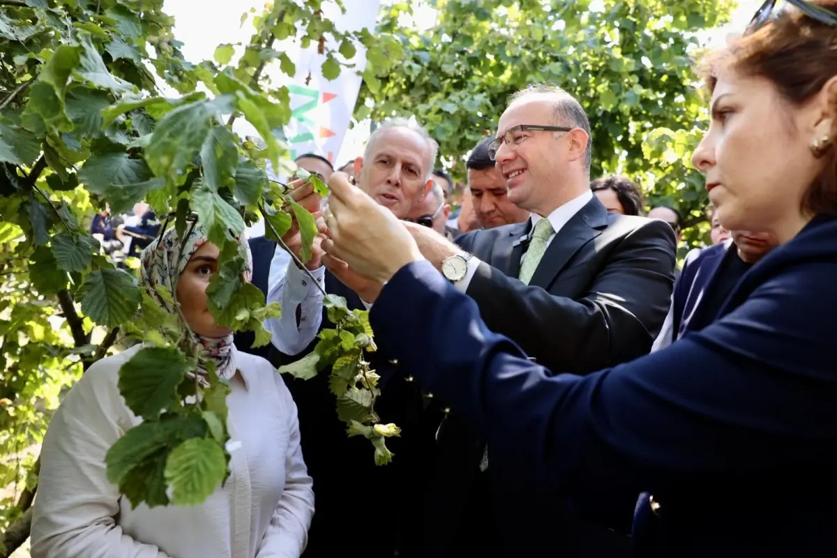 Giresun'da Kahverengi Kokarca ile Mücadelede Samuray Arıları Salınmaya Başlandı