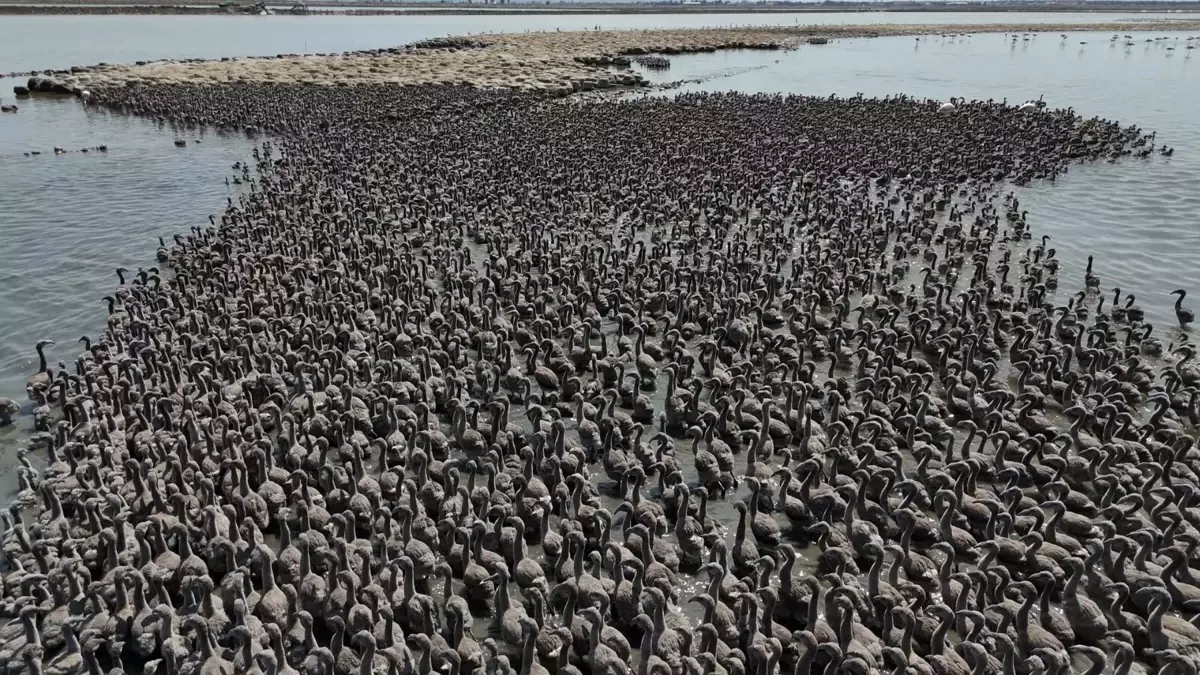 İzmir Kuş Cenneti'nde 13 Bin Yavru Flamingo Dünyaya Geldi