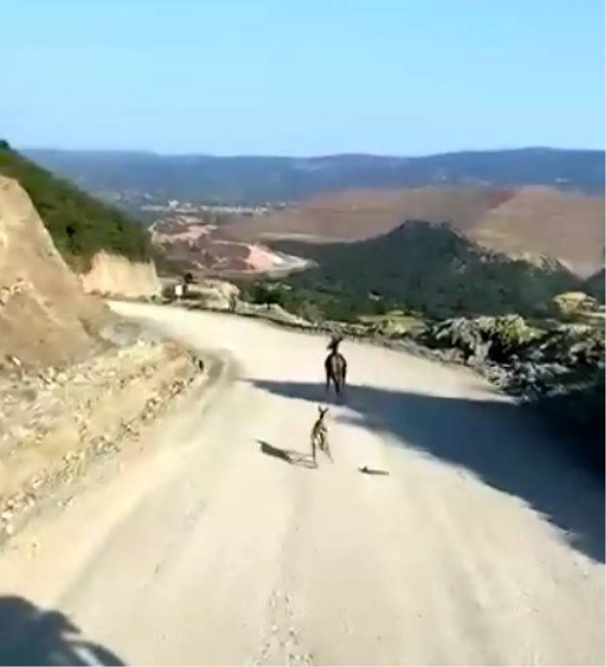 Kastamonu'da Kırık Ayağı ile Yavru Ceylan Tedavi Altına Alınacak
