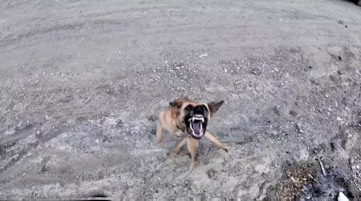 Sinop'ta Köpeğin Dronu Takibi Gülümsetti