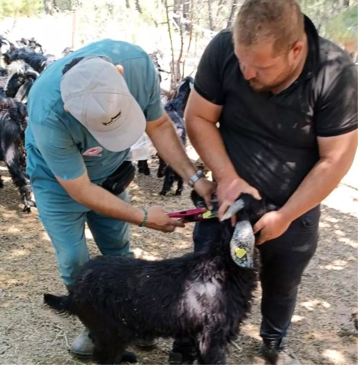 Nazilli'de Küçükbaş Hayvanlara Aşı Uygulaması