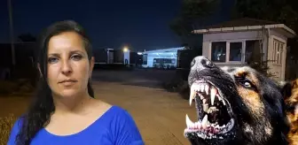 Saldırgan köpekleri almaya giden muhtarı bahçeye kilitlediler