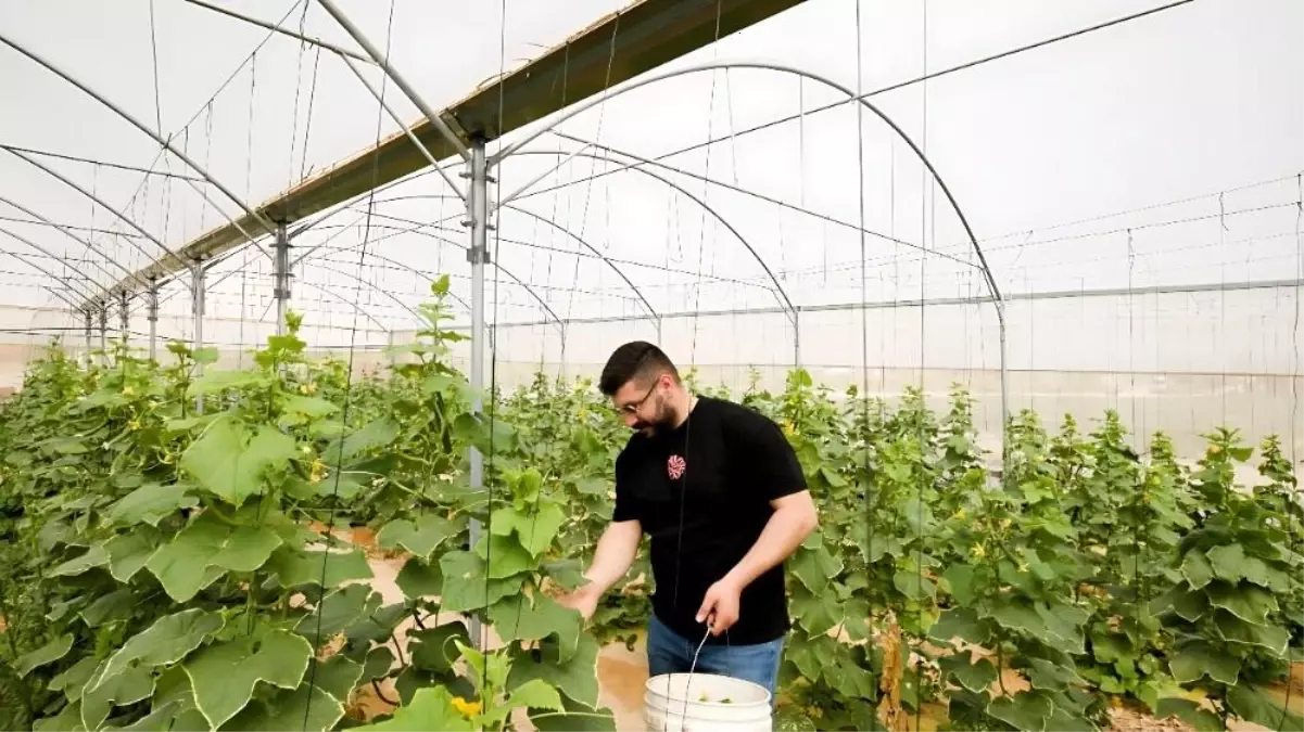 TİKA'dan Filistin'e Sürdürülebilir Tarım Projesi