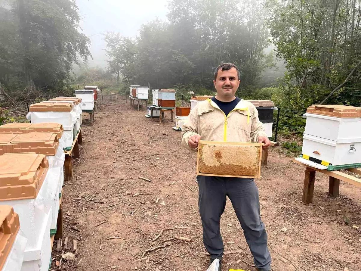 Zonguldak'ta Doğal Ormangülü Balı Üretimi Verimli Geçti
