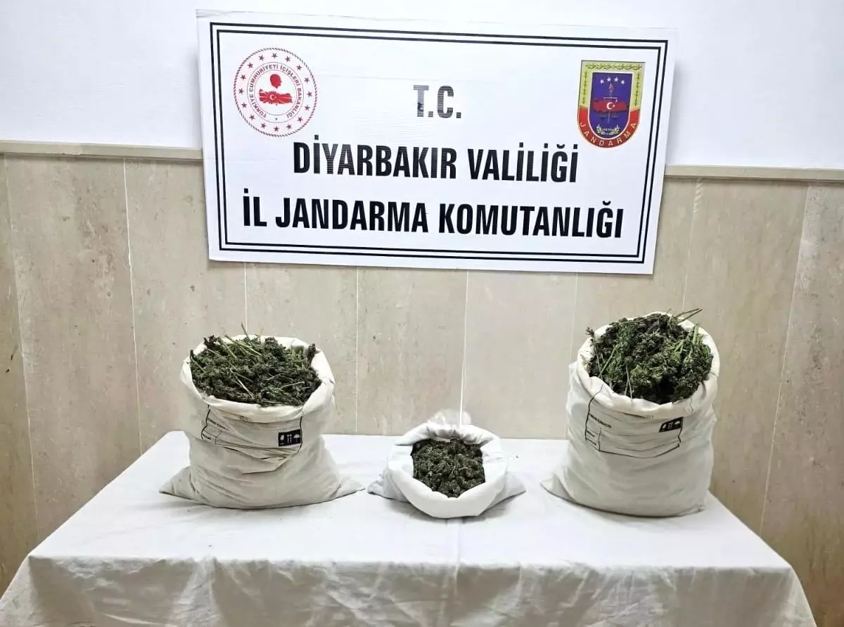 Diyarbakır'da Kenevir ve Esrar Operasyonu: 22 Bin Kök Ele Geçirildi