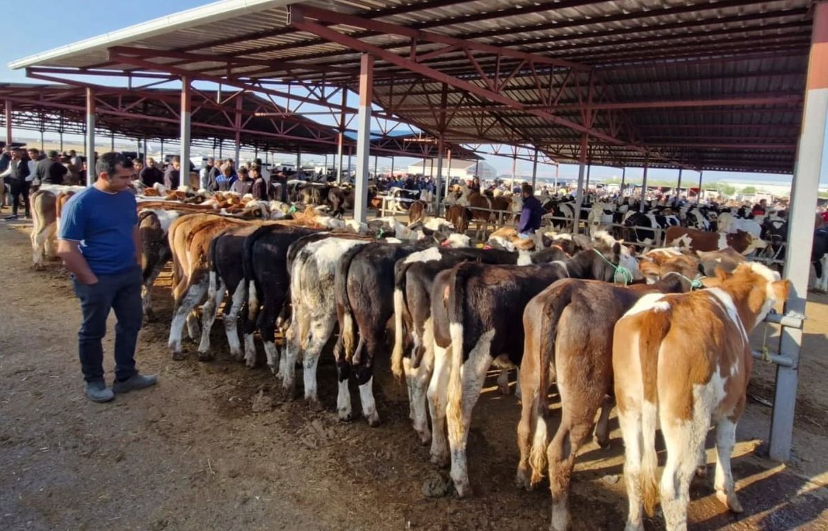 Kırşehir'de Şap Hastalığı Nedeniyle Canlı Hayvan Pazarı Kapandı