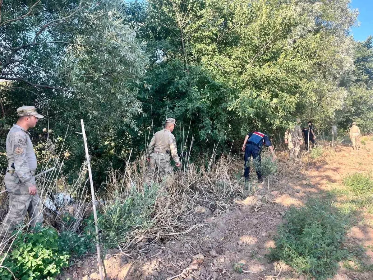Manisa'da Yasadışı Kenevir Ekimine Karşı Operasyon