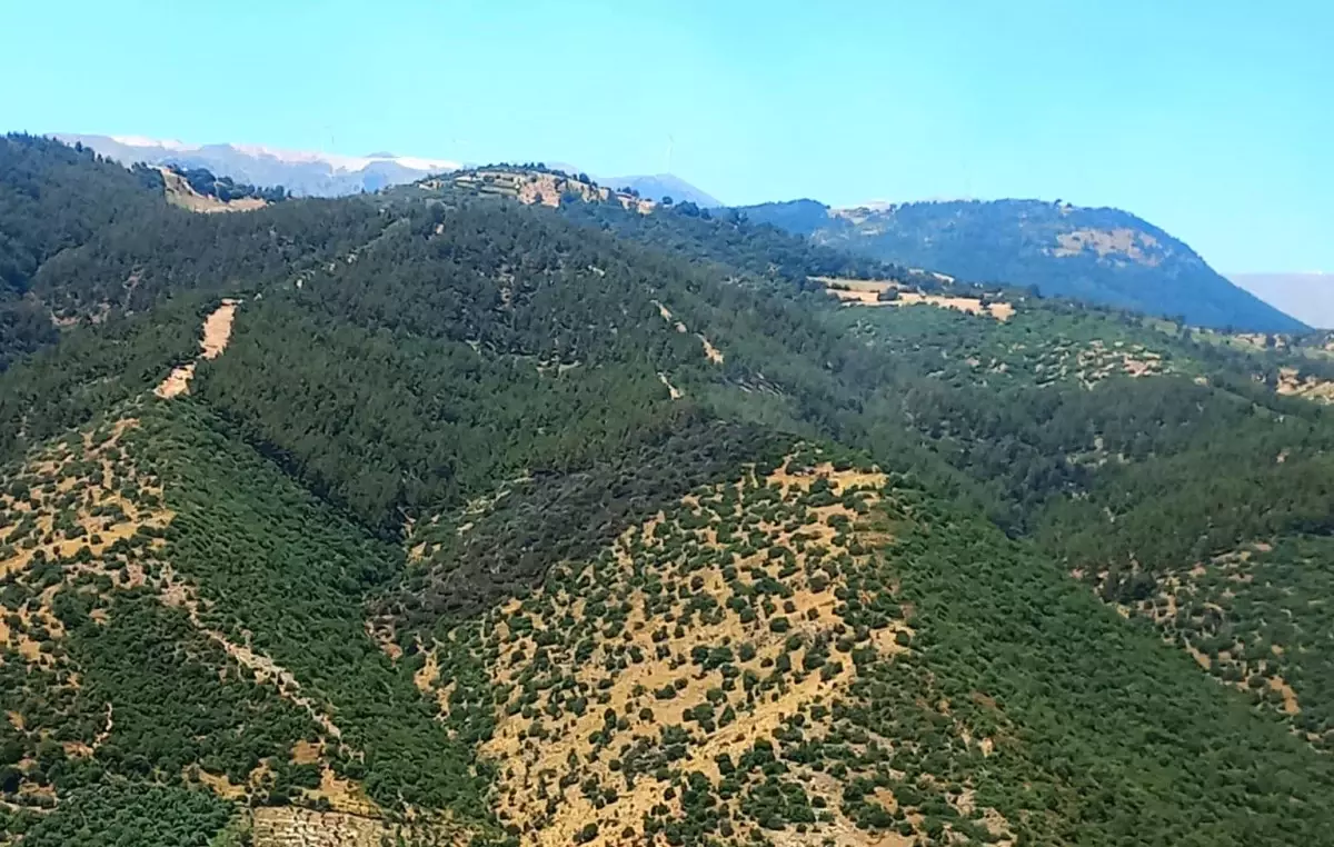 Manisa'da Orman Yangını Kontrol Altına Alındı