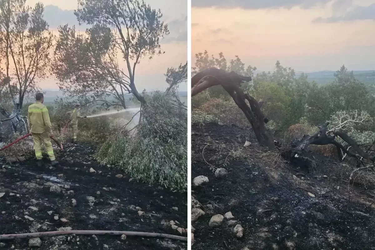 Ayvalık'tan orman yangını! 100'ün üzerinde zeytin ağacı kül oldu