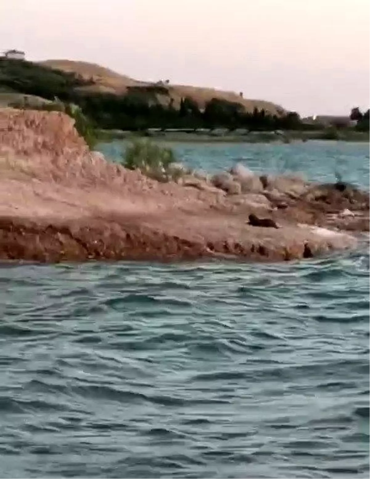 Adıyaman'da Nadir Görülen Su Samuru Görüntülendi