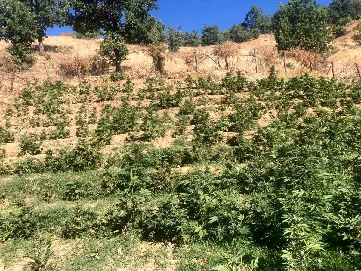 Bingöl'de Uyuşturucu Operasyonu: 19 Bin 513 Kök Skunk Ele Geçirildi