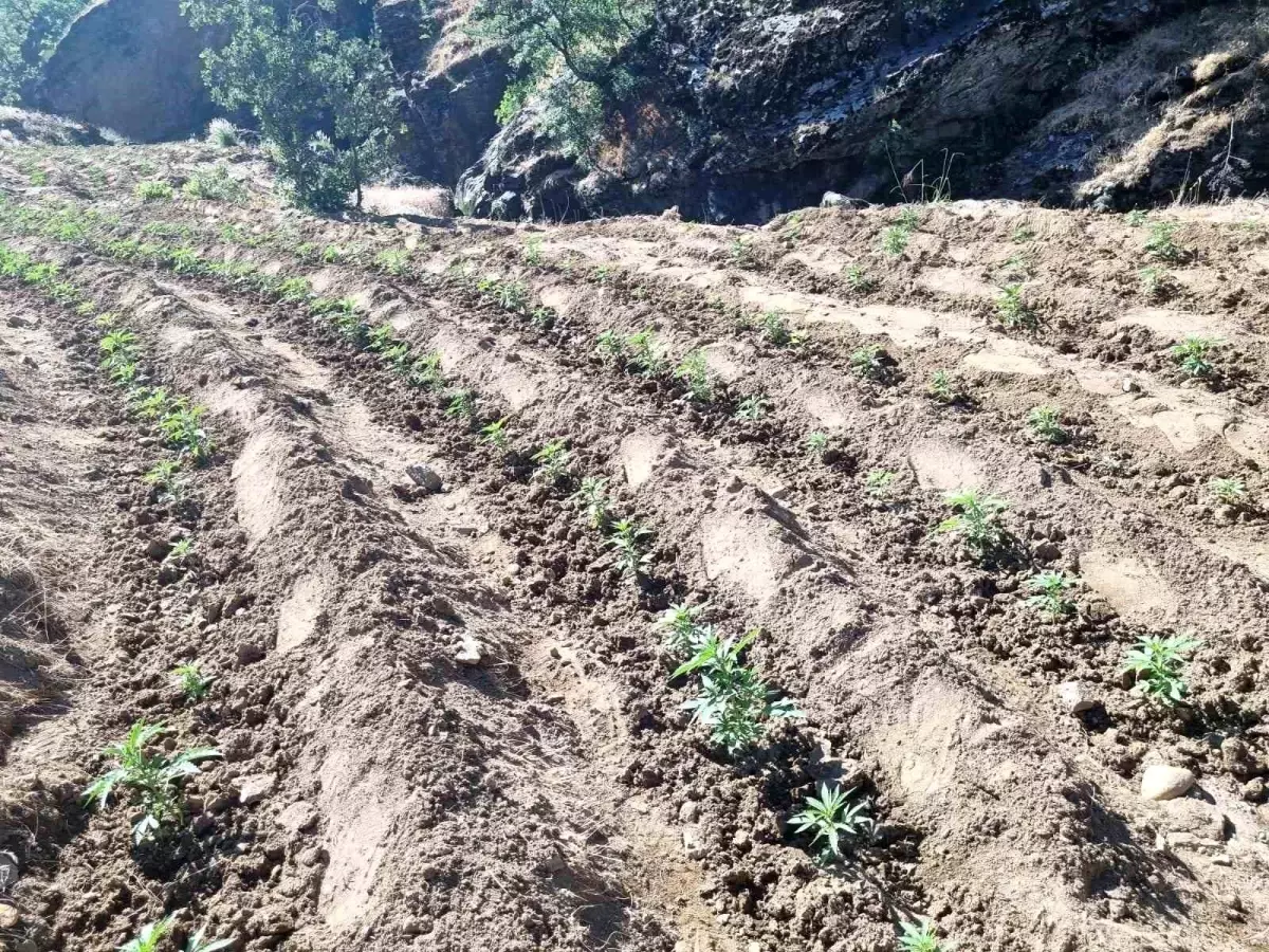 Bingöl'de 29 Bin Kök Kenevir ve 13 Bin Kök Skunk Ele Geçirildi