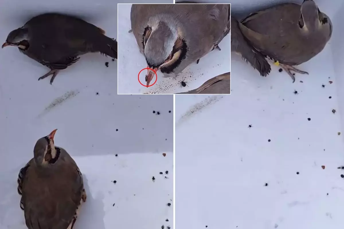 Görüntü Türkiye'den! Keklikleri rahatça öldürebilmek için yaptıkları şova bakın