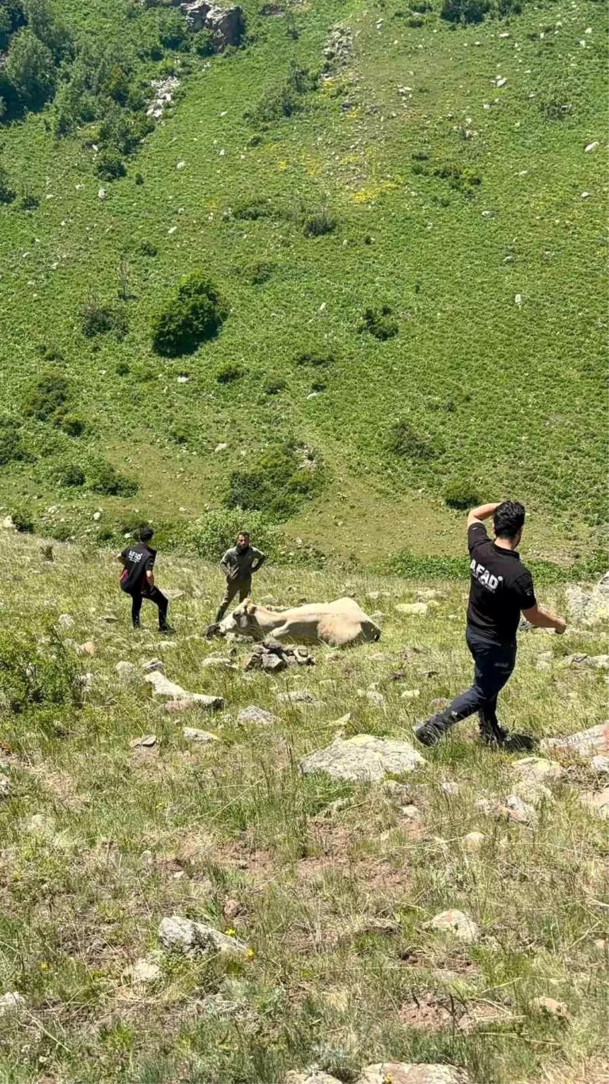 Ardahan'da Mahsur Kalan İnek AFAD Ekipleriyle Kurtarıldı