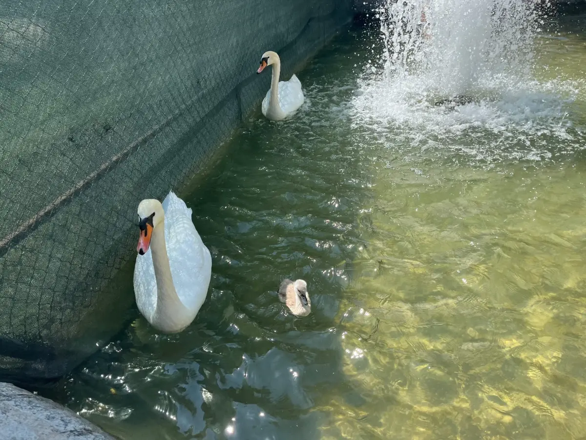 Kuğulu Park'ta 15 Yıl Sonra Beyaz Kuğu Yavrusu Doğdu
