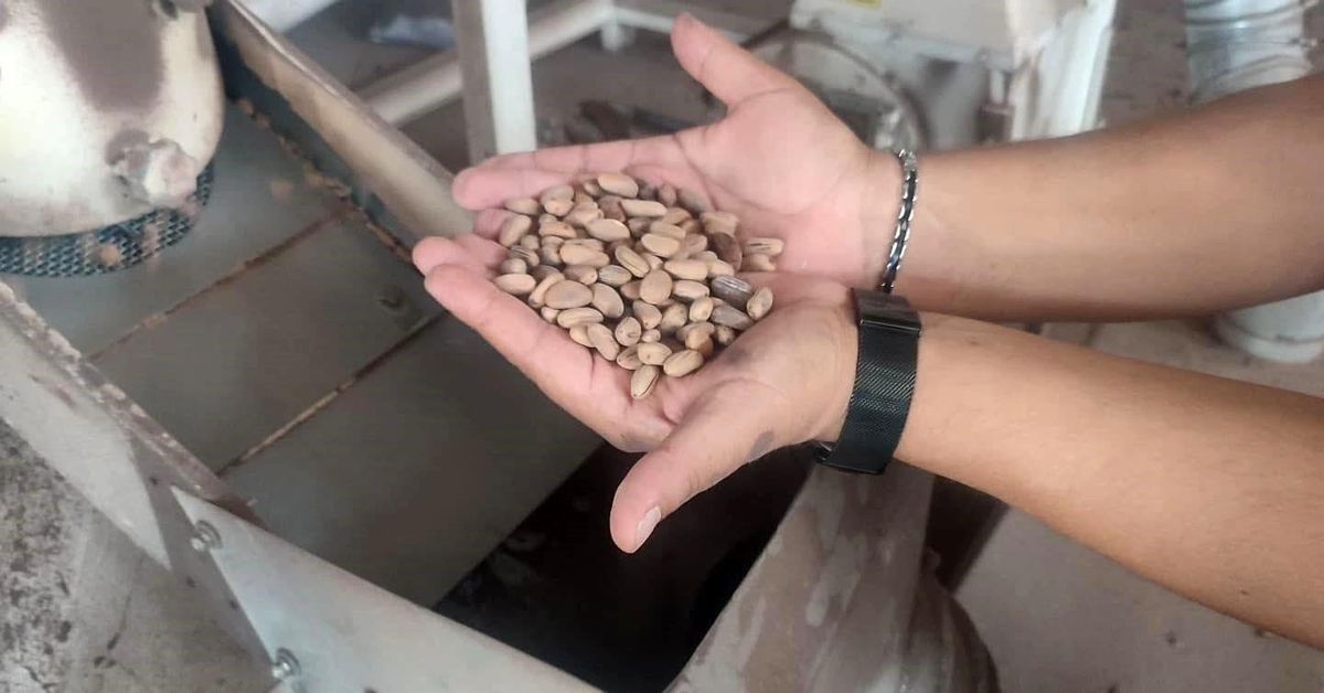 Aydın Çam Fıstığı, Avrupa Birliği'nde Tescillendi