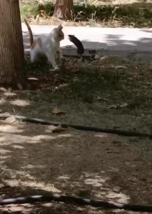 An astonishing scene in Diyarbakır: A mouse attacked a cat