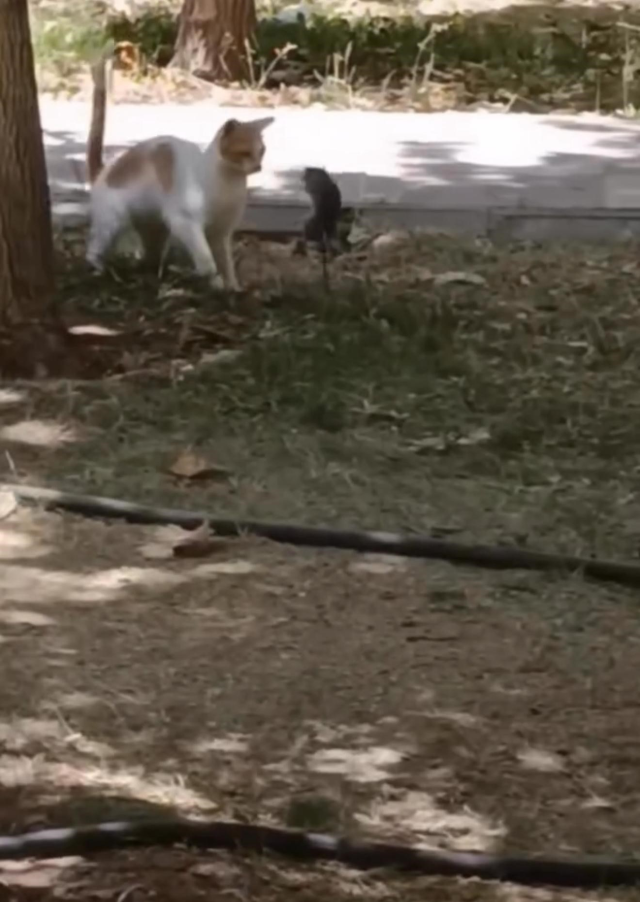 An astonishing scene in Diyarbakır: A mouse attacked a cat