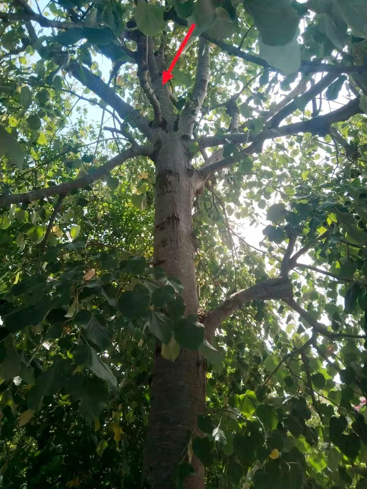 Ihlamur Toplamak İçin Ağaçtan Düşen Kadın Yaralandı
