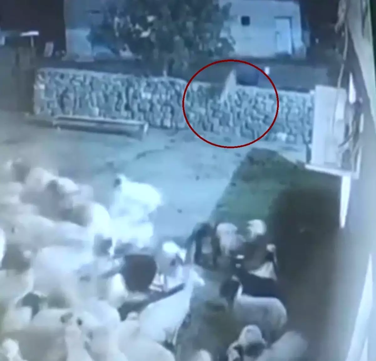 Diyarbakır'da Kurt ile Koyun Arasındaki Mücadele Güvenlik Kamerasına Yansıdı