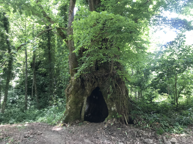 The tree found by chance created excitement in Bartın: Its age is over 500
